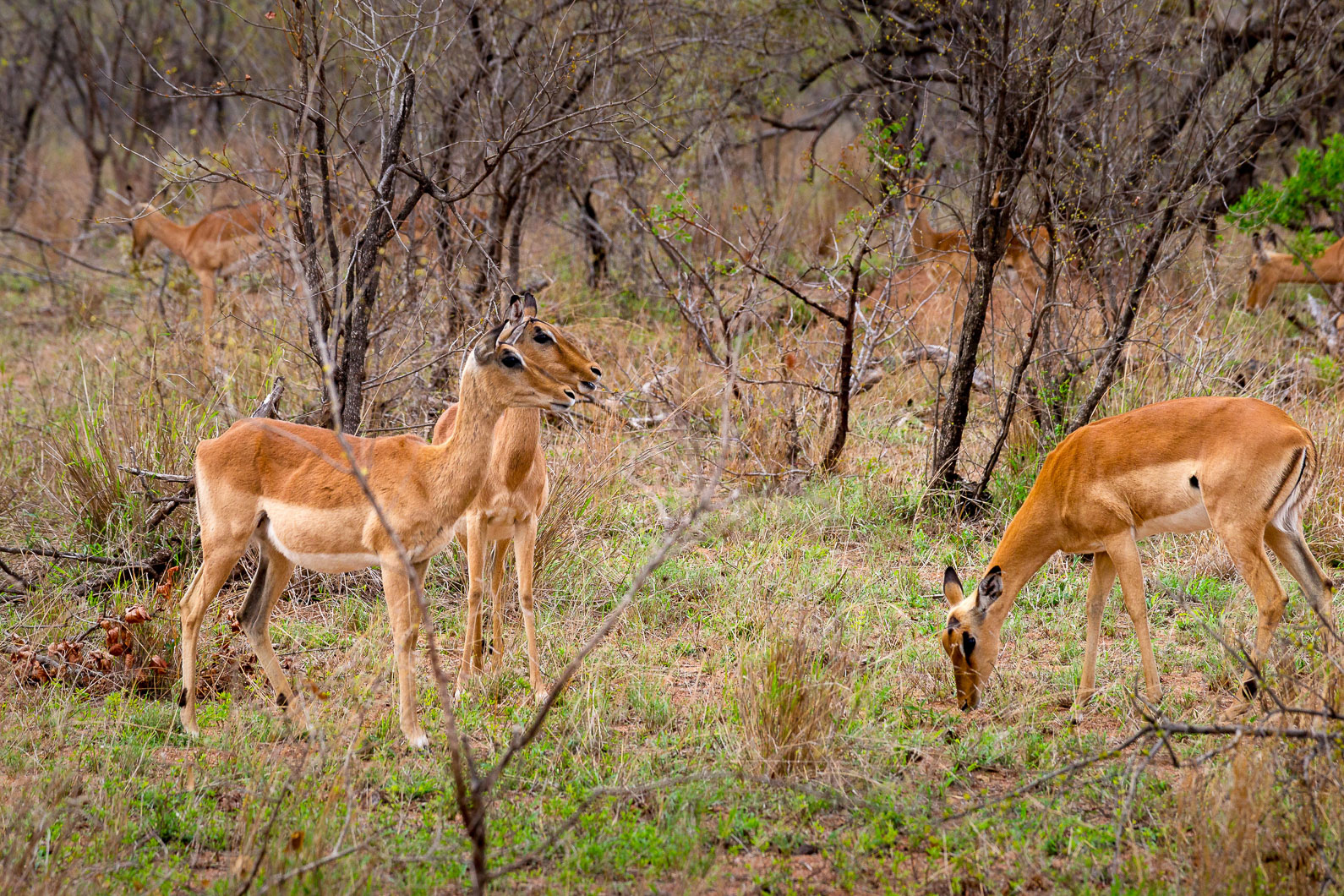 20161113 083544 Impalas